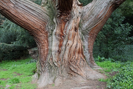 the age-old treeの写真素材