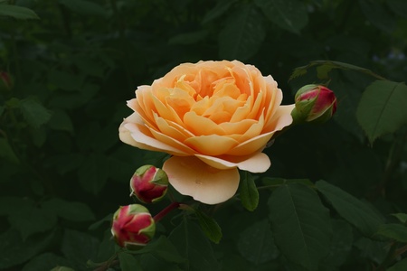 rose beigeの写真素材
