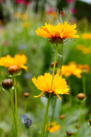 yellow flowersの写真素材