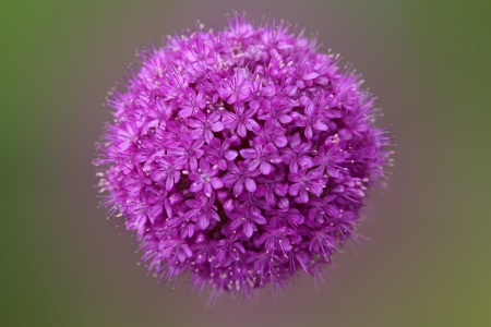 Allium, Purple garlic flowersの写真素材