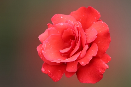 red rose with drops of dewの写真素材
