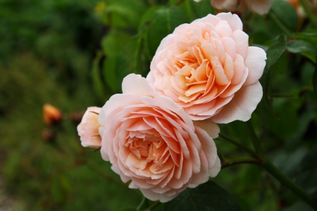 rose beigeの写真素材