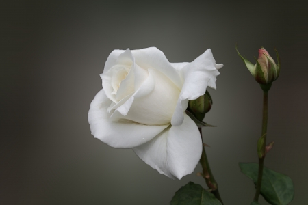 Simply Rose - Whiteの写真素材