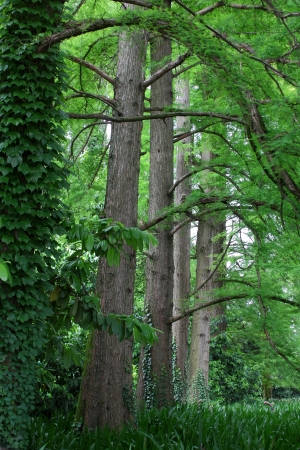 green parkの写真素材