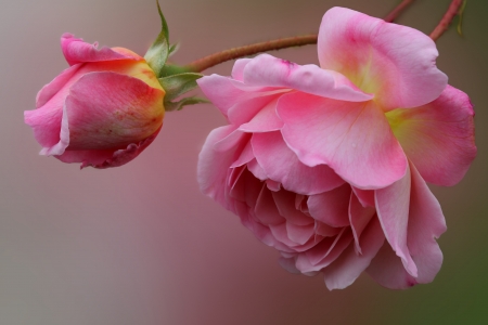 pink roseの写真素材