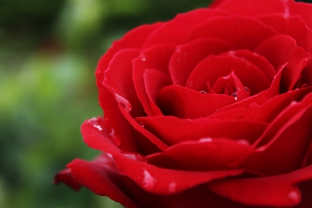 Dew Covered Red Roseの写真素材