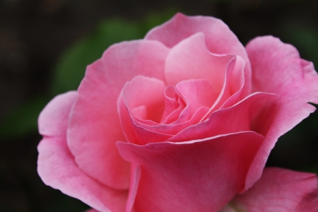 pink roseの写真素材