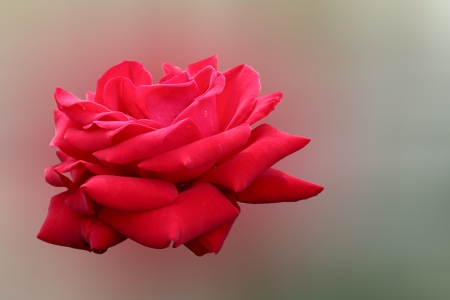 red roseの写真素材