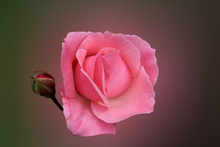 pink rose の写真素材