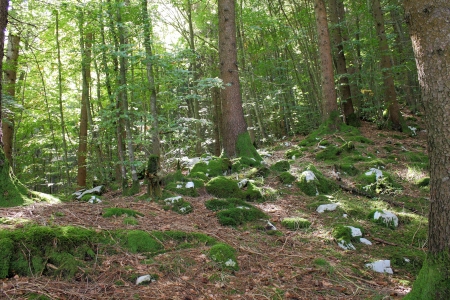 Fairy forestの写真素材