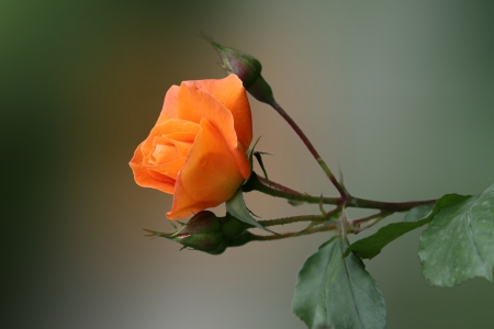 Yellow rosaの写真素材