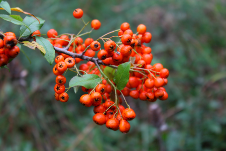 branch with wild berriesの写真素材