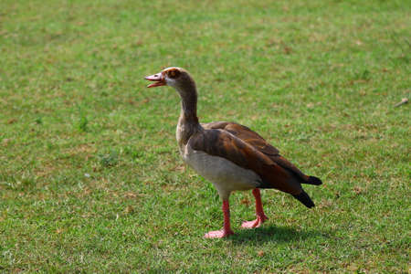 gooseの写真素材