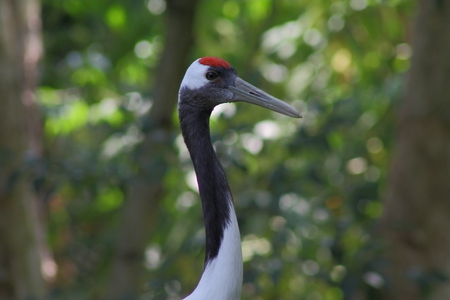 red crowned craneの写真素材