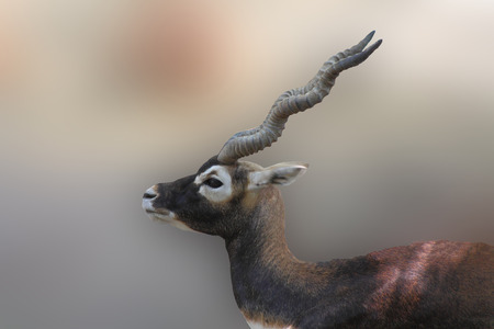 yang antilopeの写真素材