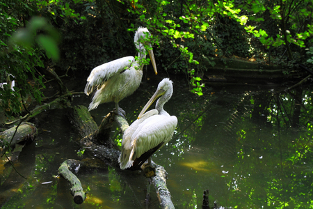 pellicanの写真素材