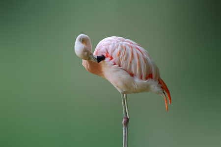 pink flamingoの写真素材