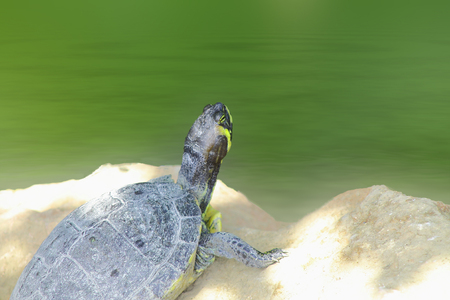 turtleの写真素材