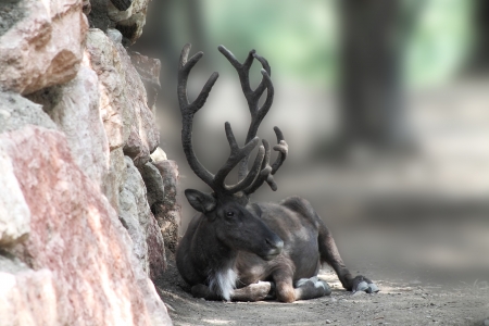 reindeerの写真素材