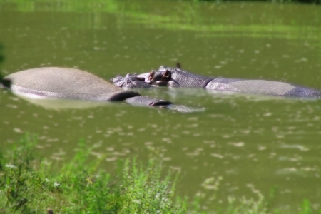 Family of hippos in waterの写真素材