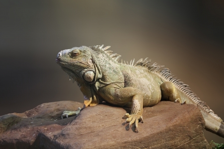 large iguana is located on a rockの写真素材