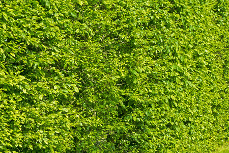 wall of green bushes in the park sunny dayの写真素材