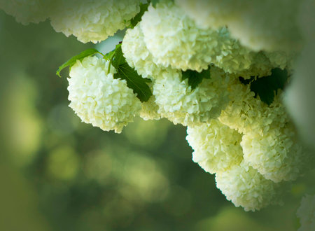 White flowers on a background of green leaves
の写真素材