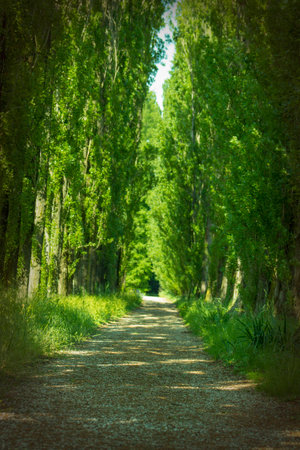 mysterious, green alley with tall trees
の写真素材