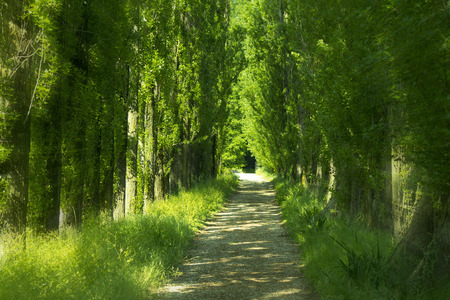 mysterious, green alley with tall trees
の写真素材