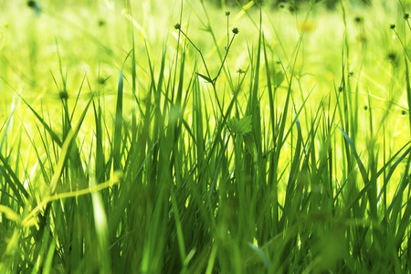 green grass, closeup, in the sunshine