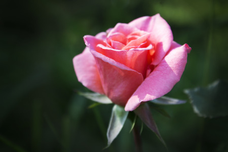 pink rose on a green backgroundの写真素材
