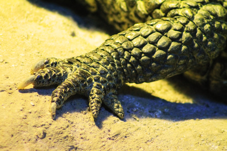 the paw crocodile close upの写真素材