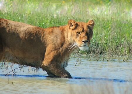 Lioness Wading through waterの写真素材