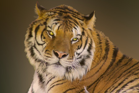 close-up portrait of the big tiger on stone wall background