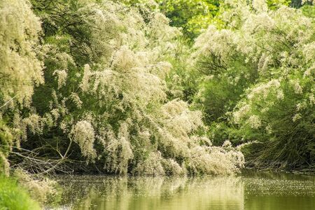 spring flowering trees over the pondの写真素材