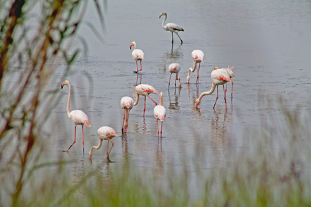Group of pink flamingos on the lakeの写真素材