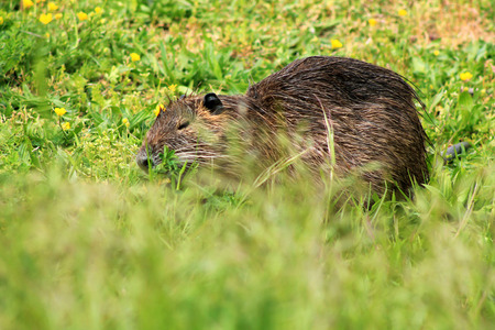 nutria, close-up on a meadow in the green grassの写真素材