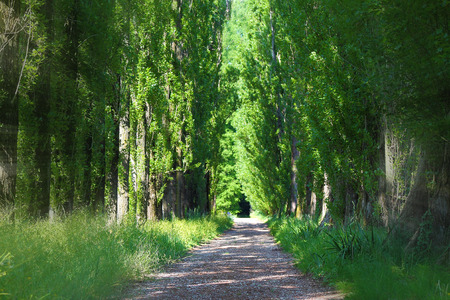 Mysterious, green alley with tall treeの写真素材