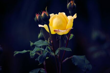beautiful yellow rose on a dark backgroundの写真素材