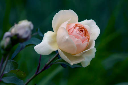 beige soft rose close-up on blurred backgroundの写真素材