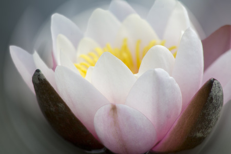Water lily flowers blooming , close upの写真素材