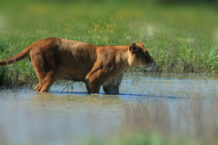Lioness Wading through waterの写真素材