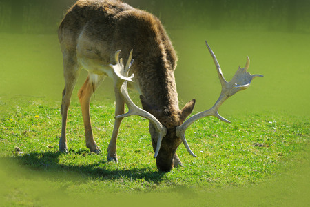 buck deer with big antlers on green grassの写真素材