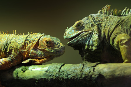 two big iguana on a tree branchの写真素材
