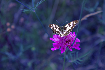 butterfly on a flower, on a dark blue backgroundの写真素材