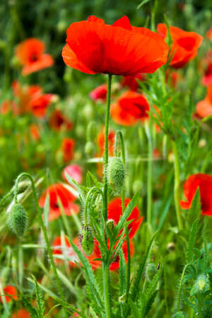 red poppies in green grassの写真素材
