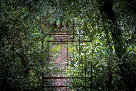 old forgotten, iron gates, overgrown with shrubs, in the old parkの写真素材