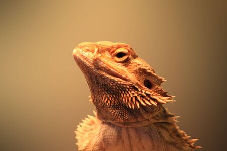 agama lizard, close-up on a yellow backgroundの写真素材