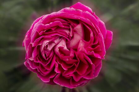 beautiful red rose closeup on a blurred background,の写真素材