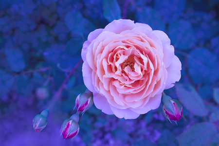 beautiful pink rose close up on blurred backgroundの写真素材